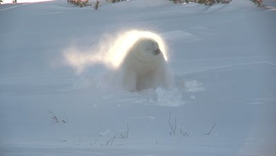 Polar Bear (Ursus maritimus) female emerges from her freshly opened Den for first time after winter,shaking off snow,backlit. 