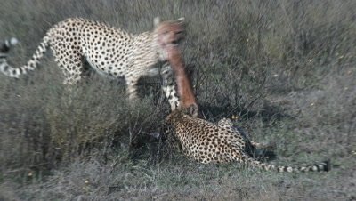 Cheetah juvenile eating on prey,one approaching the other,try to steel food away.