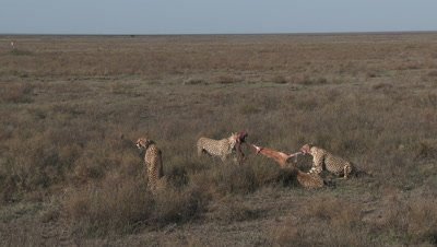 Cheetah (Acinonyx jubatus) juveniles eating on prey,two tearing their prey apart.