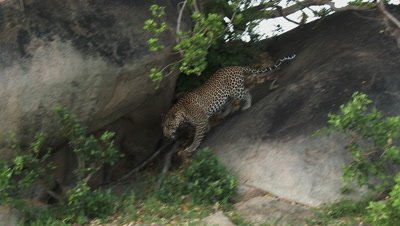 Leopard (Panthera pardus) walking down Koppies,under a tree