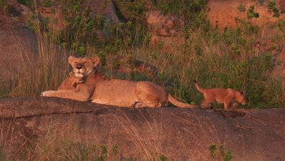 Lioness with cubs on Koppie,covered with trees and shrubs,with small cubs walking around,one cub nuzzle up against mum