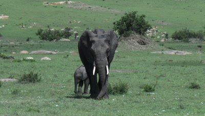 African Elephant (Loxodonta africana) with young kicking out new grown acacia to eat