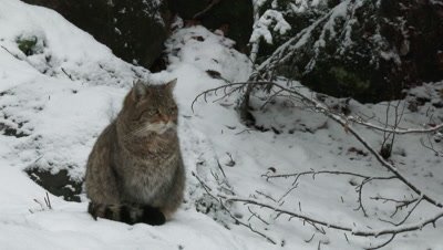 Wild cat (Felis silvestris) in winter forest