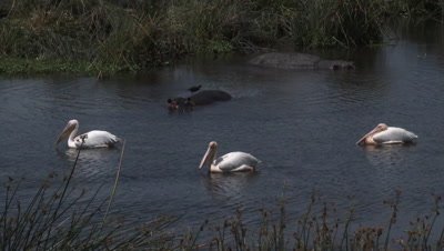Great white pelicans (Pelecanus onocrotalus) in water with Hippo's (Hippopotamus amphibius) 
