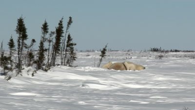 Polar Bear (Ursus maritimus) female with her three months old cubs, on Tundra denning Area.