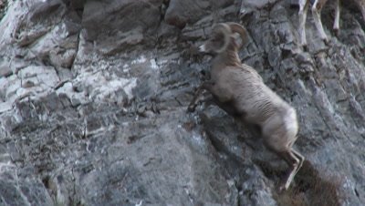 Bighorn sheep (Ovis canadensis) ram climbing on vertical cliff