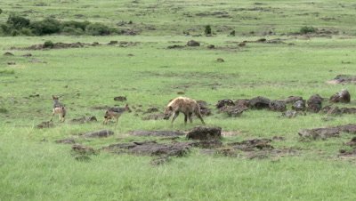 Hyena (Crocuta crocuta) sniffing around and chasing on Black-backed Jackal (Canis mesomelas)