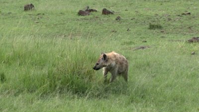 Hyena (Crocuta crocuta) sniffing on some high grasses and looking around