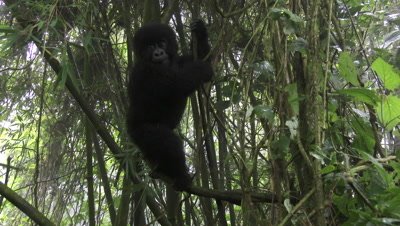 Mountain gorilla baby, (Gorilla beringei beringei), playing around, swinging in trees