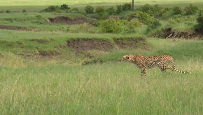 Cheetah (Acinonyx jubatus) starts stalking on  prey