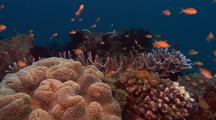 Locked Shot Of Coral Reef With Colorful Fish