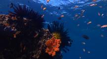 Locked Shot Of Coral Reef With Colorful Fish