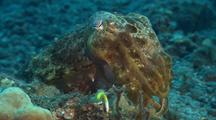 Tight Shot Of Cuttlefish