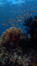 Vertical Locked Shot Of Healthy Coral Reef With Colorful Fish