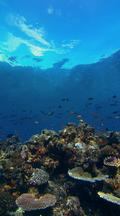 Vertical Locked Shot Of Healthy Coral Reef With Colorful Fish