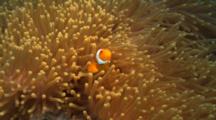 False Clownfish In Orange Anemone