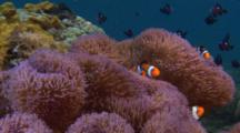 Clownfish And Dascyllus In Anemone