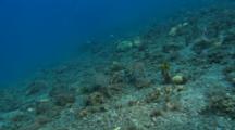 Cuttlefish Swim Away Over Reef Flat