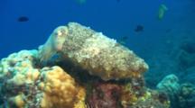 Closeup Of Cuttlefish On Reef