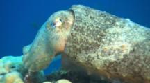 Closeup Of Cuttlefish On Reef