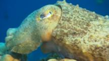 Closeup Of Cuttlefish