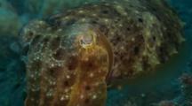 Closeup Of Cuttlefish  