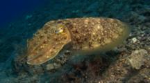 Cuttlefish Swimming Over Reef