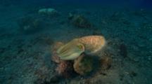 Cuttlefish Swims Away Over Reef Flat