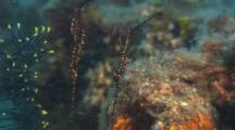 Harlequin Ghost Pipefish On Reef
