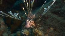 Lionfish Hovers Over Reef