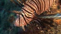 Lionfish Hovers Over Reef, Opens Mouth