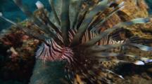 Lionfish Hovers Over Reef