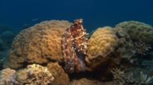 Octopus Hides On Reef, Camouflage