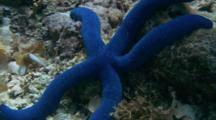 Blue Starfish, Probably Linckia
