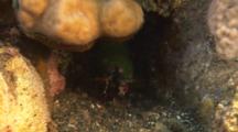 Mantis Shrimp Hides In Hole