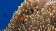Clown Fish In Host Anemone