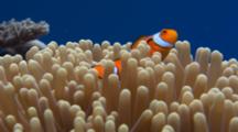 Clown Fish In Host Anemone