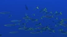 School Of Blue And Yellow Fish, Possibly Fusiliers