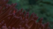 Tentacles Of Purple Sea Anenome
