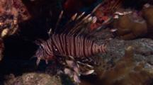 Lionfish Swims Over Reef