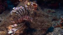 Lionfish Swims Over Reef