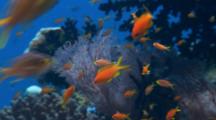 Anthias And Other Fish Gather On Coral Head