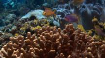 Anthias And Other Fish Gather On Coral Head