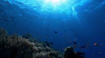 Small Tropical Fish Gather Above Coral With Sun Above
