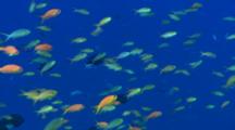 Small Tropical Fish Gather In Blue Water