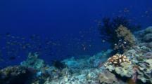 Small Tropical Fish Gather Above Coral