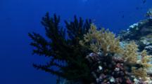 Small Coral Reef Scenic With Soft Coral And Green Tubastrea