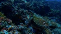 Sea Turtle Crawls Over Reef