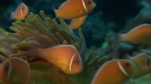 Reef Fish Stock Footage