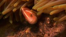 Pink Anemonefish Protects Eggs Under Host Anemone